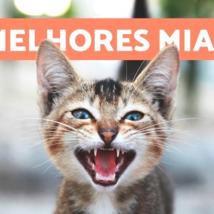 Os melhores VÍDEOS de GATOS MIANDO 🐱🐾 Gatos MIANDO irritados, felizes e engraçados!