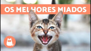 Os melhores VÍDEOS de GATOS MIANDO 🐱🐾 Gatos MIANDO irritados, felizes e engraçados!