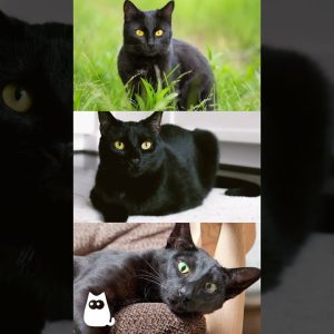 5 FATOS CURIOSOS sobre GATOS PRETOS 🐱🖤 #cats #blackcats