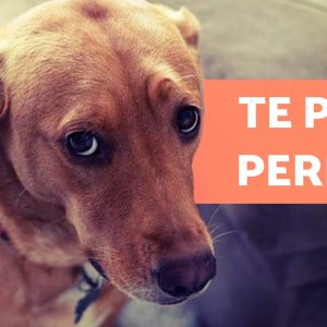 Como os CÃES PEDEM PERDÃO aos HUMANOS? 🐶🙏🏻 | Desculpas caninas