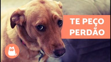Como os CÃES PEDEM PERDÃO aos HUMANOS? 🐶🙏🏻 | Desculpas caninas